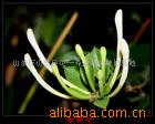 金银花种植新机遇 巨花一号木本树形高产种苗引领农业增收