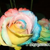 云南科田花卉种苗有限责任公司 花卉种植的核心供应商