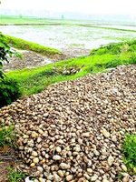 浙商梦碎 投百万租地种土豆，昔日建筑师躬身田野别离楼堂