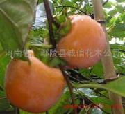 绿意匠心镌春秋——走进河南省鄢陵县诚信花木公司向阳花海