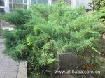 花卉种植的精细管理与诚信供应——以某产业景观公司为例
