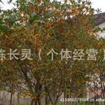 福建花卉永福花卉绿化苗桂花种植基地 批发直销新选择