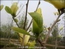 南召绿野园林花木公司 相册里的花卉种植之美