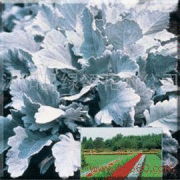 探访沭阳县绿领花木公司的花卉世界 缤纷美景与种植艺术