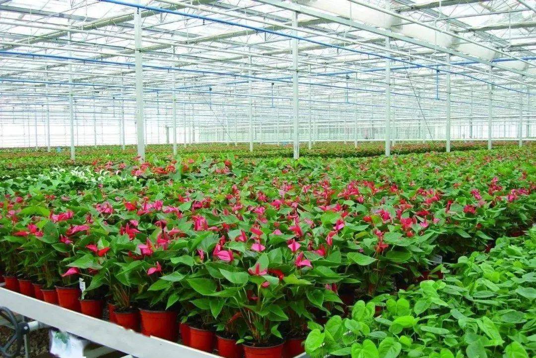 找不同！国内外花卉专业种植温室大棚的区别有哪些？