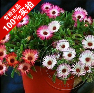 垂吊彩虹花 让花园在空中绽放的万古花卉种子种植指南