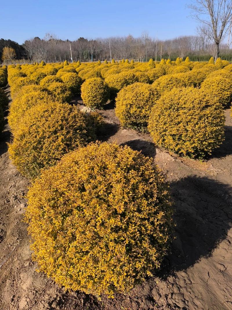 冬日暖阳,苗圃美景#种植基地 #花卉基地 #种植基地 - 抖音
