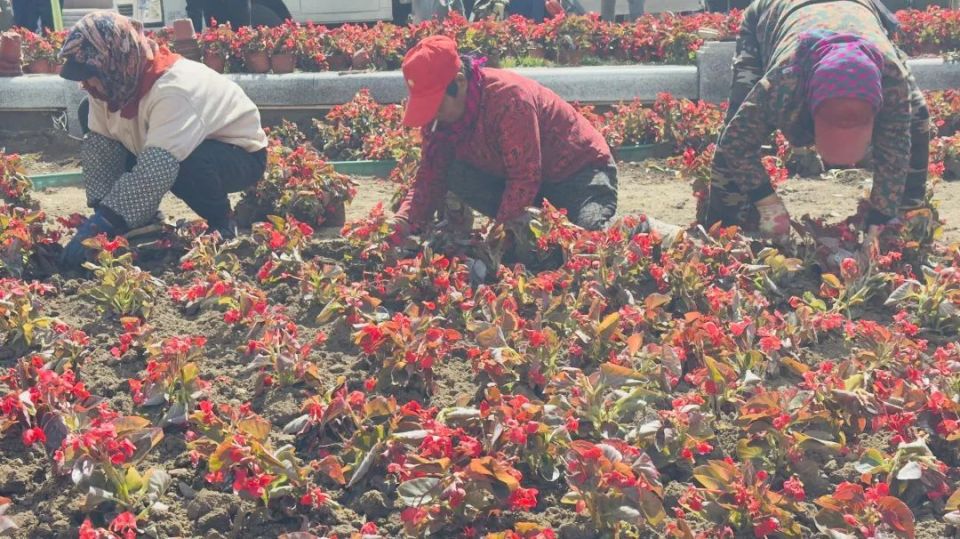 你即将在丹东街头看到30多万盆花